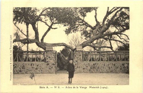 Matarieh - Arbre de la Vierge - Egypt
