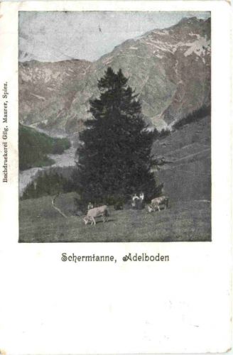 Schermtanne - Adelboden
