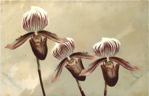 Blumen