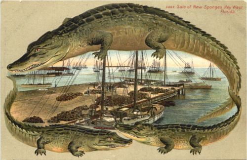 Florida - Key West - Sale of New Sponges - Crocodile