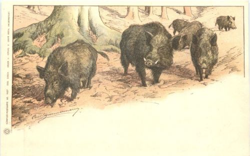 Künstler Ak - Wildschweine