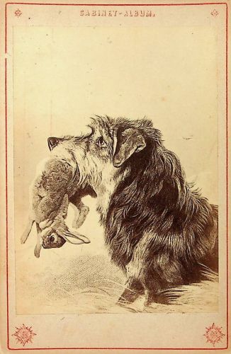 JAgd . Hund Hase - CDV
