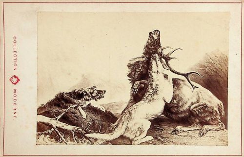 The death of the stag Künstler Ansdell - CDV