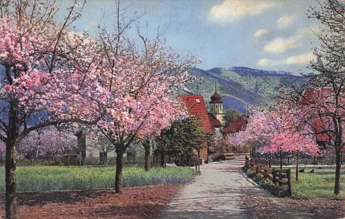 AK Frühling Steinach im Kinzigtal im Schwarzwald