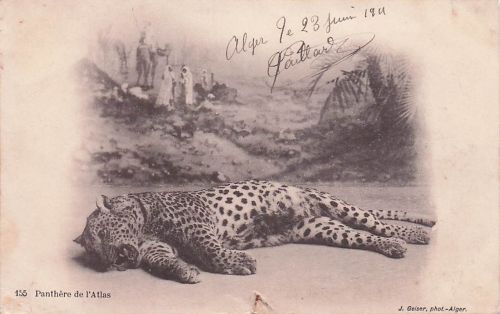 Ansichtskarte / Postkarte Algerie, Panther des Atlas