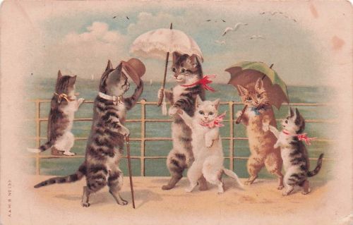 Katzen Vermenschlicht. Cats