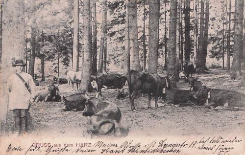 Gruss aus dem Harz