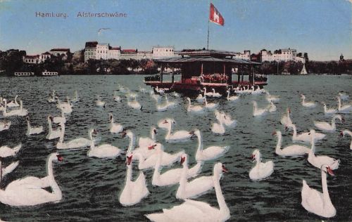 AK Hamburg, Schwäne auf der Alster