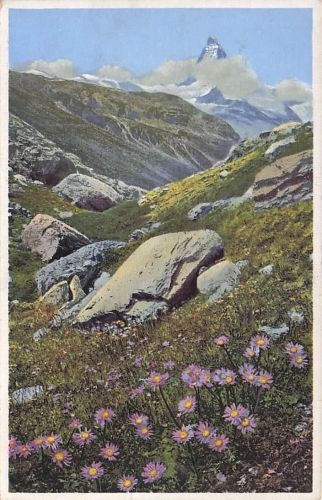 Künstler-Ansichtskarte Photochromie Nr. 1477: Alster alpinus, Alpenaster