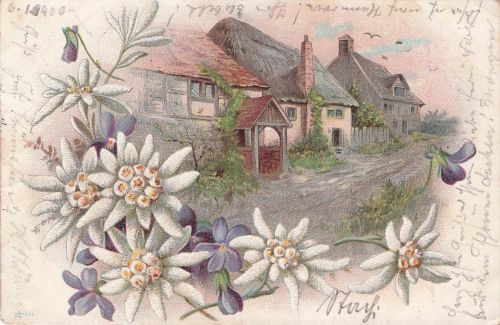 Edelweißblumen