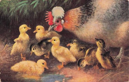 Küken und Entenküken zusammen