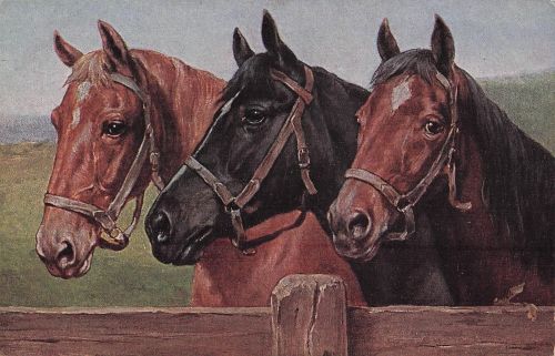 Drei Pferde. Alte und Vintage-Postkarte