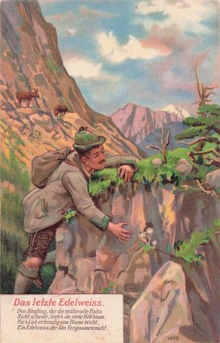 Das letzte Edelweiss.