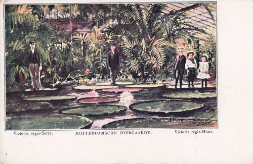 Victoria regia-Serre. ROTTERDAMSCHE DIERGAARDE. Victoria regia-Haus.
