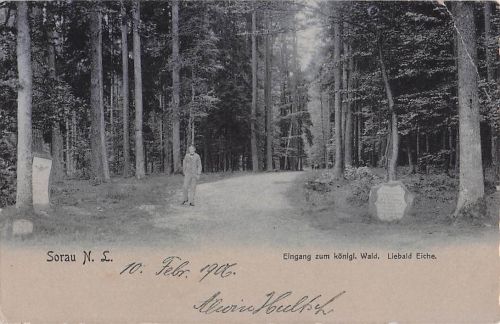 Sorau Eingang zum König. Wald. Liebold Eiche.