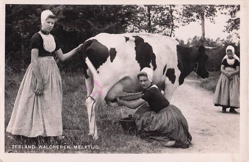 ZEELAND WALCHEREN, MELKTIJD.