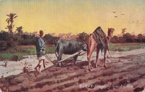 EGYPT-Ploughing near the Nile.