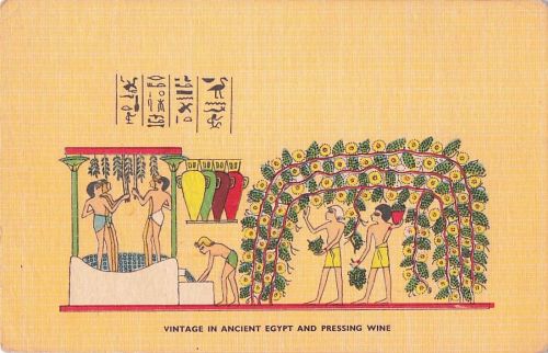 VINTAGE IN ANCIENT EGYPT AND PRESSING WINE
