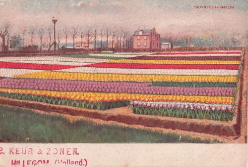 TULPENVELD IN HAARLEM