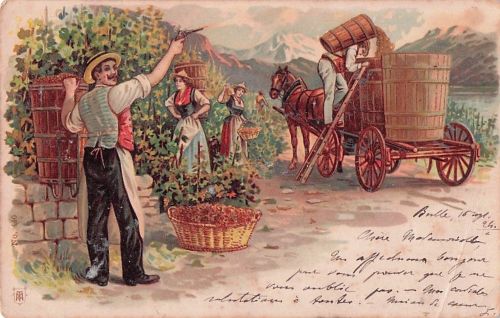 Lithografie auf einer alten Postkarte, die eine traditionelle Weinlese (Traubenernte)