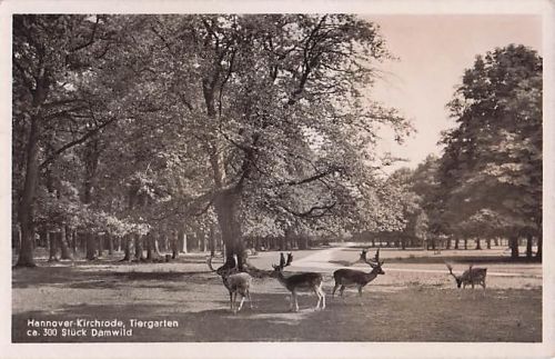 Hannover-Kirchrode, Tiergarten ca. 300 Stück Damwild