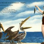 Feeding the Pelicans in St. Petersburg Florida