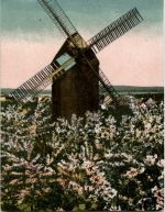 Baumblüte Werder an der Havel - Mühle