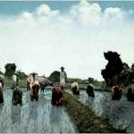 Rice Planting Philippines