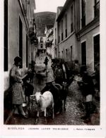 Malaga - The Milkman - Ziege Goat