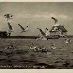 Ostseebad Heiligenhafen - Möwen vor der Lesehalle