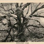 Gerolstein - Linde