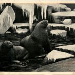 Hamburg - Stellingen - Carl Hagenbecks Tierpark - Walrosse