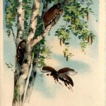 Pfingsten - Maikäfer