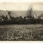 Zavelstein - Krokusblüte