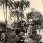Biskra - Chemin dans l Oasis