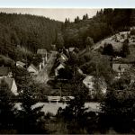Tanne im Harz
