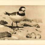 Amrum - Halsbandregenbogenspeifer