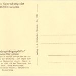 Amrum - Halsbandregenbogenspeifer