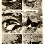 Aus Amrums Vogelwelt