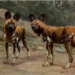 Hyänen Hund