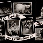Grüsse aus dem Frankfurter Zoo