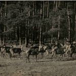 Moritzburg - Wildfütterung
