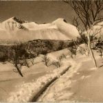 Norwegischer Medizinal Lebertran Werbung