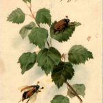 Pfingsten - Maikäfer