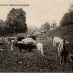 Jungviehherde bei Schloss Eisenbach
