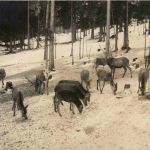 Wildfütterung am Hintersee
