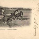Sahara Algerien - Chameaux a la Suguia
