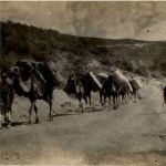 Kamele