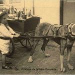 Hundekutsche - Attelage de laitiere flamade