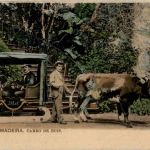Madeira - Carro de Bois
